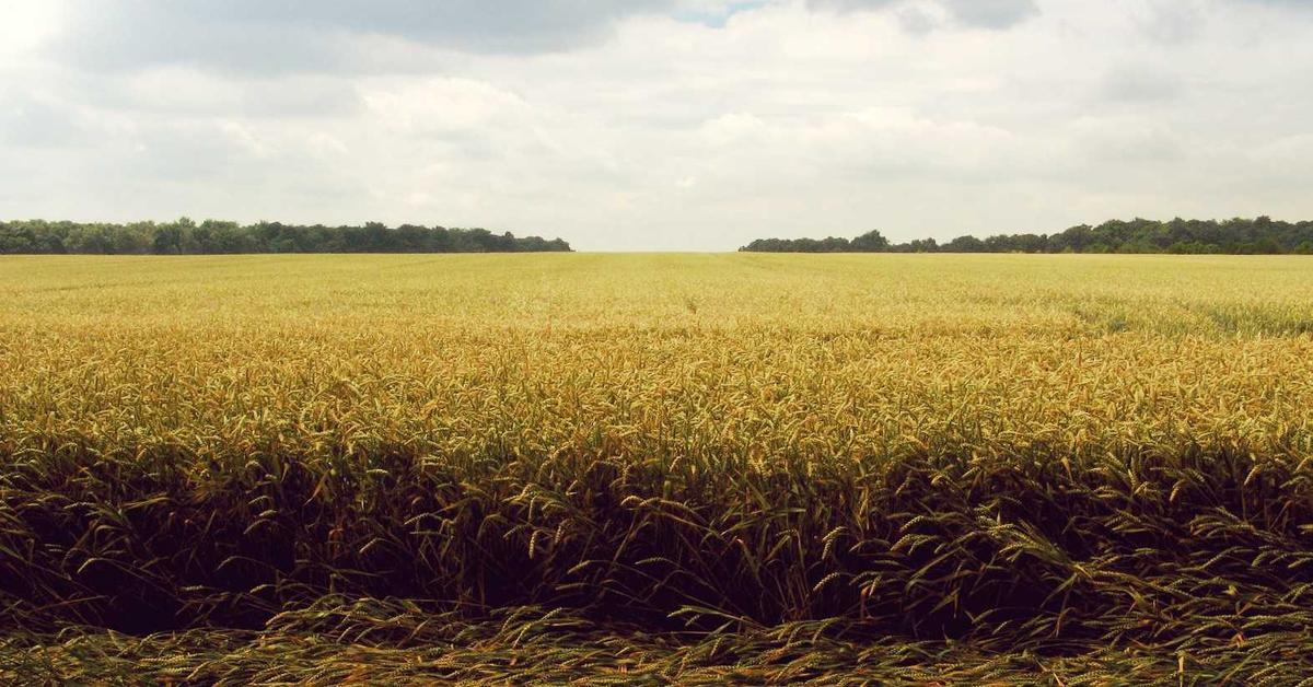 Cost comparison analysis between outsourcing shredding and buying an office shredder for New York businesses