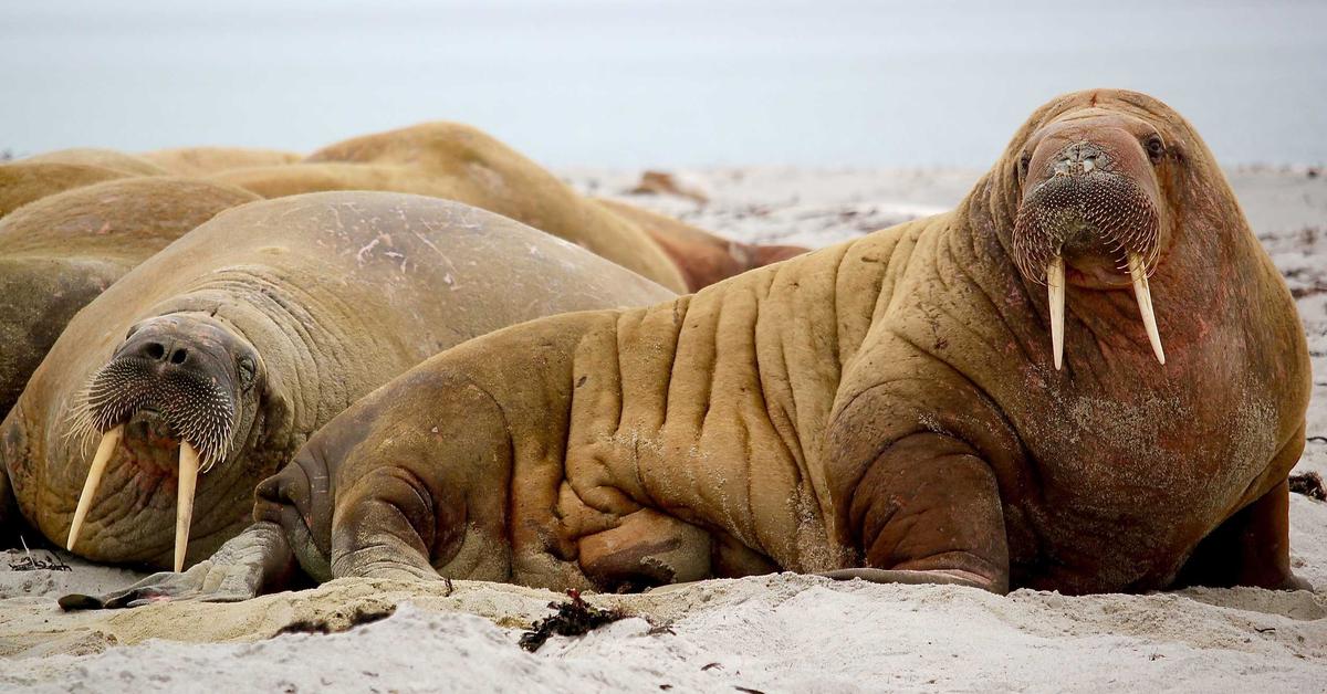on-site shredding truck witness document destruction