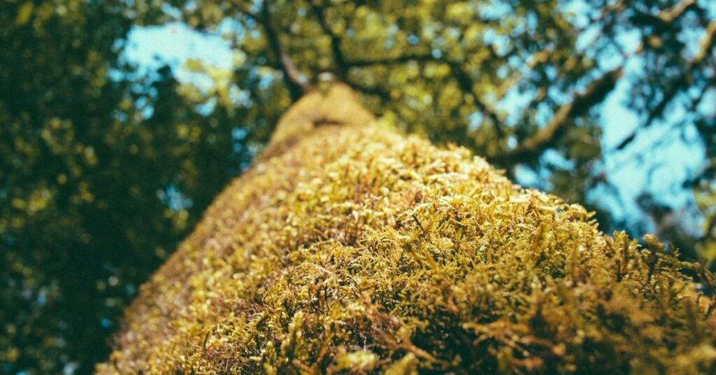 Certificate of Destruction for compliance documentation New York