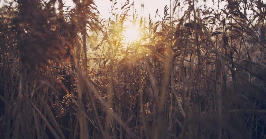 certificate of destruction shredding compliance