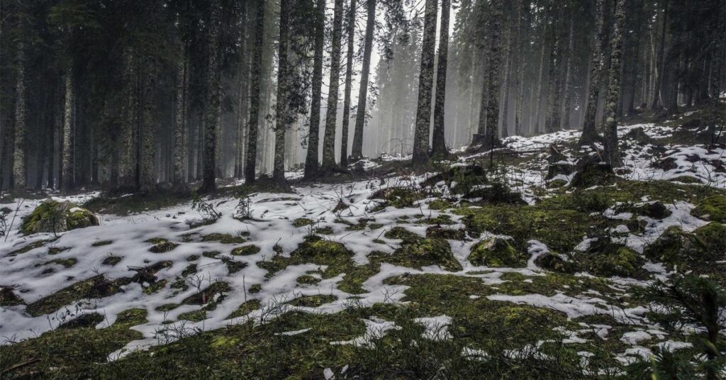 Scheduled shredding vs one-time purge service comparison for New York businesses